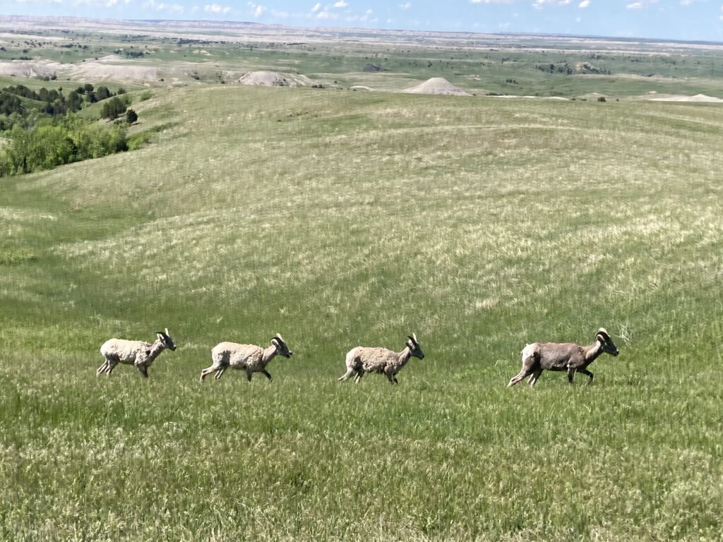 Day trip itinerary for the Badlands National Park in South Dakota.  Explore  